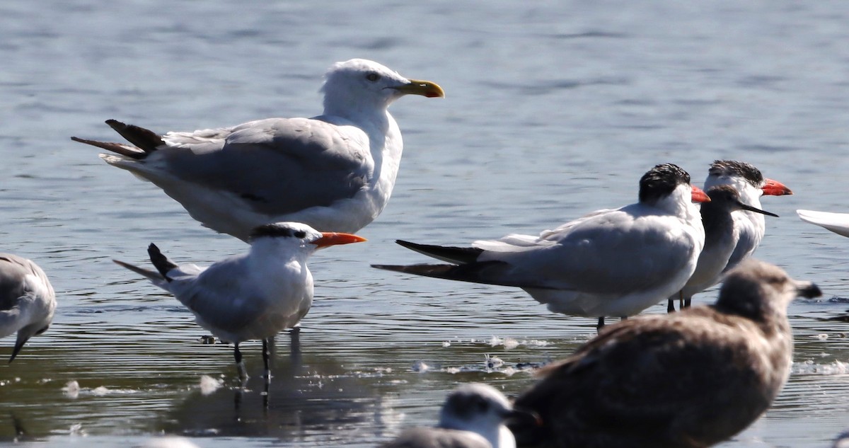 Royal Tern - ML623638041