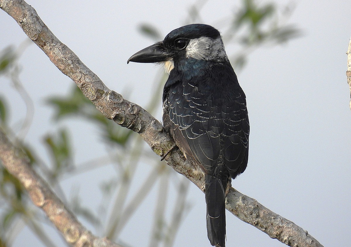 Black-breasted Puffbird - ML623638071