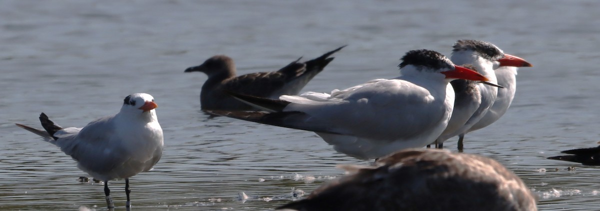 Royal Tern - ML623638072