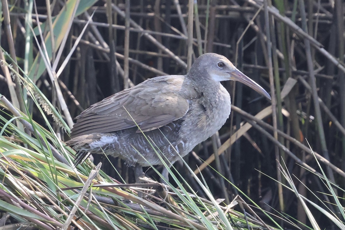 Clapper Rail - ML623638137