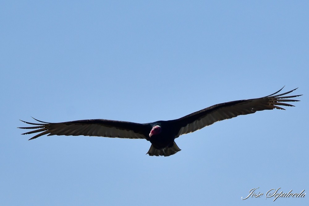 Turkey Vulture - ML623638155