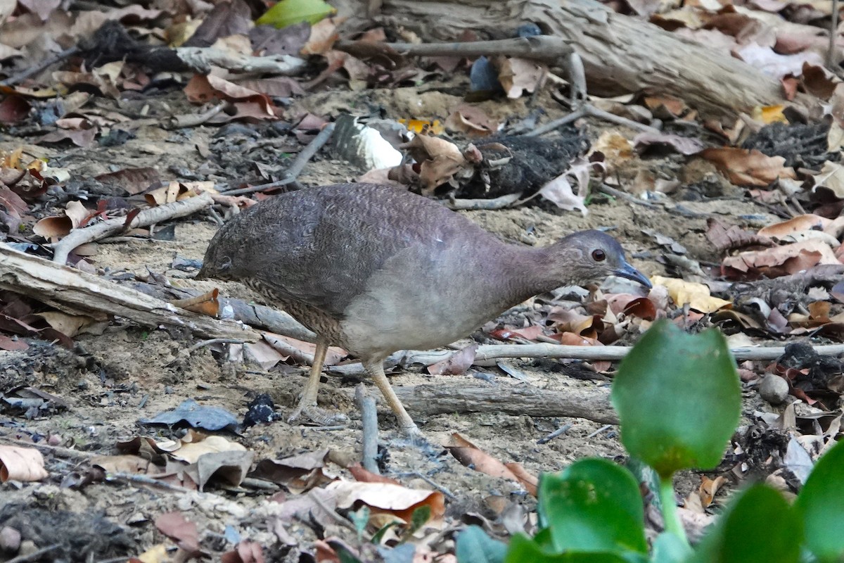 Undulated Tinamou - ML623638182