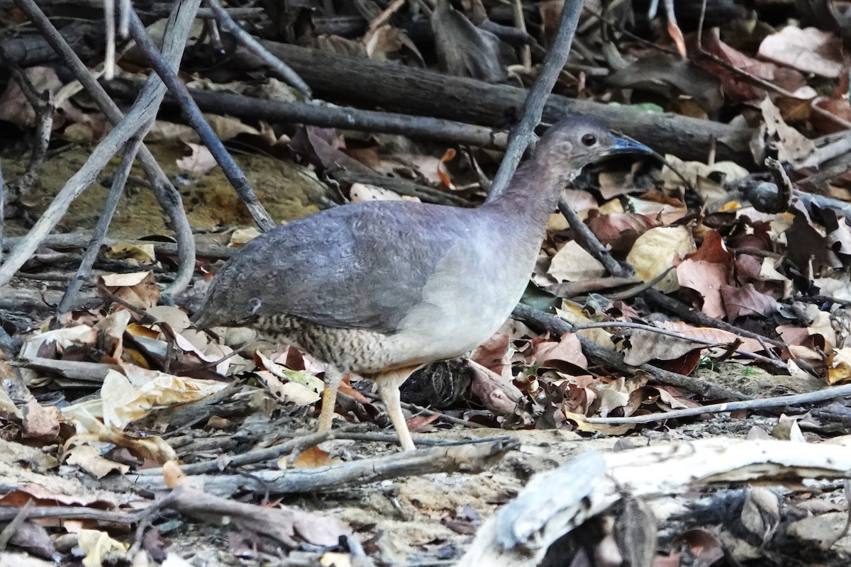 Undulated Tinamou - Karen Thompson