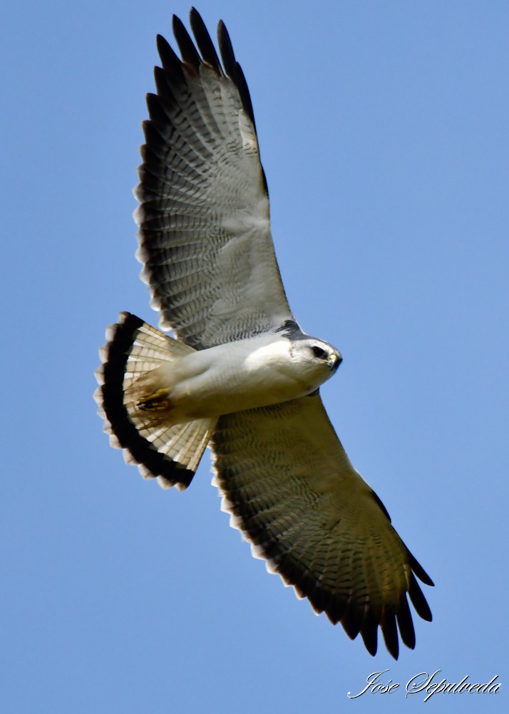 Variable Hawk - José Sepúlveda