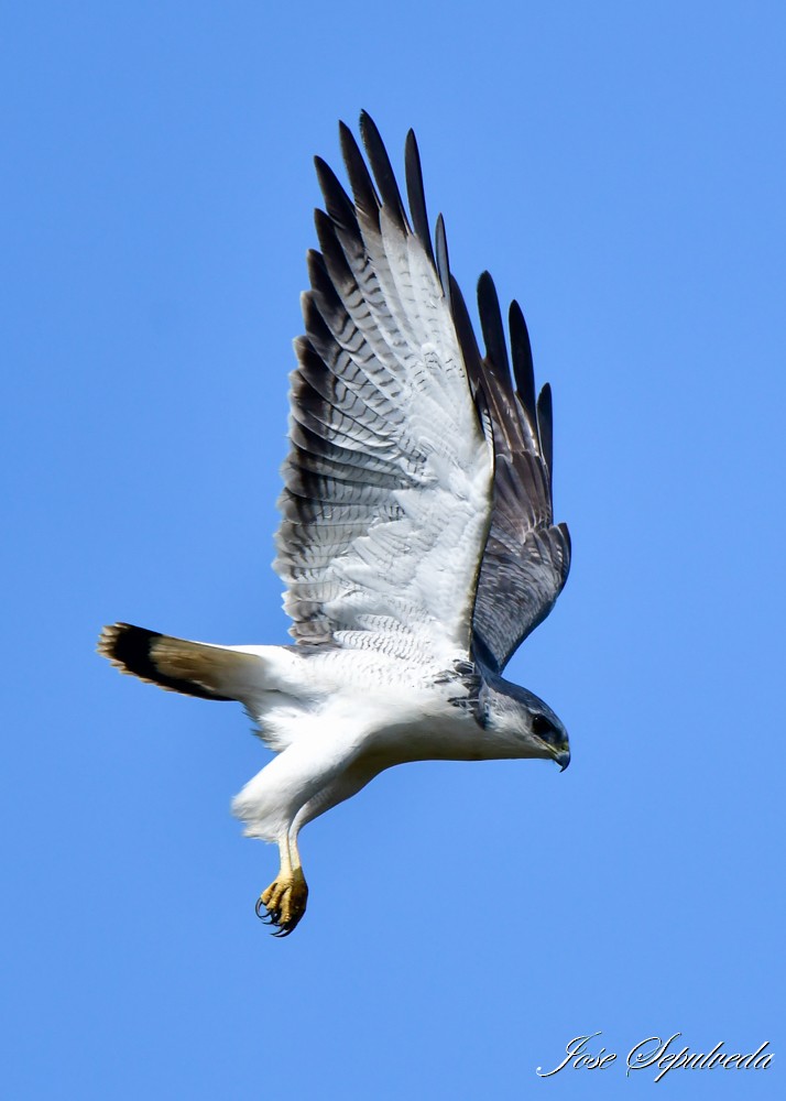 Variable Hawk - José Sepúlveda