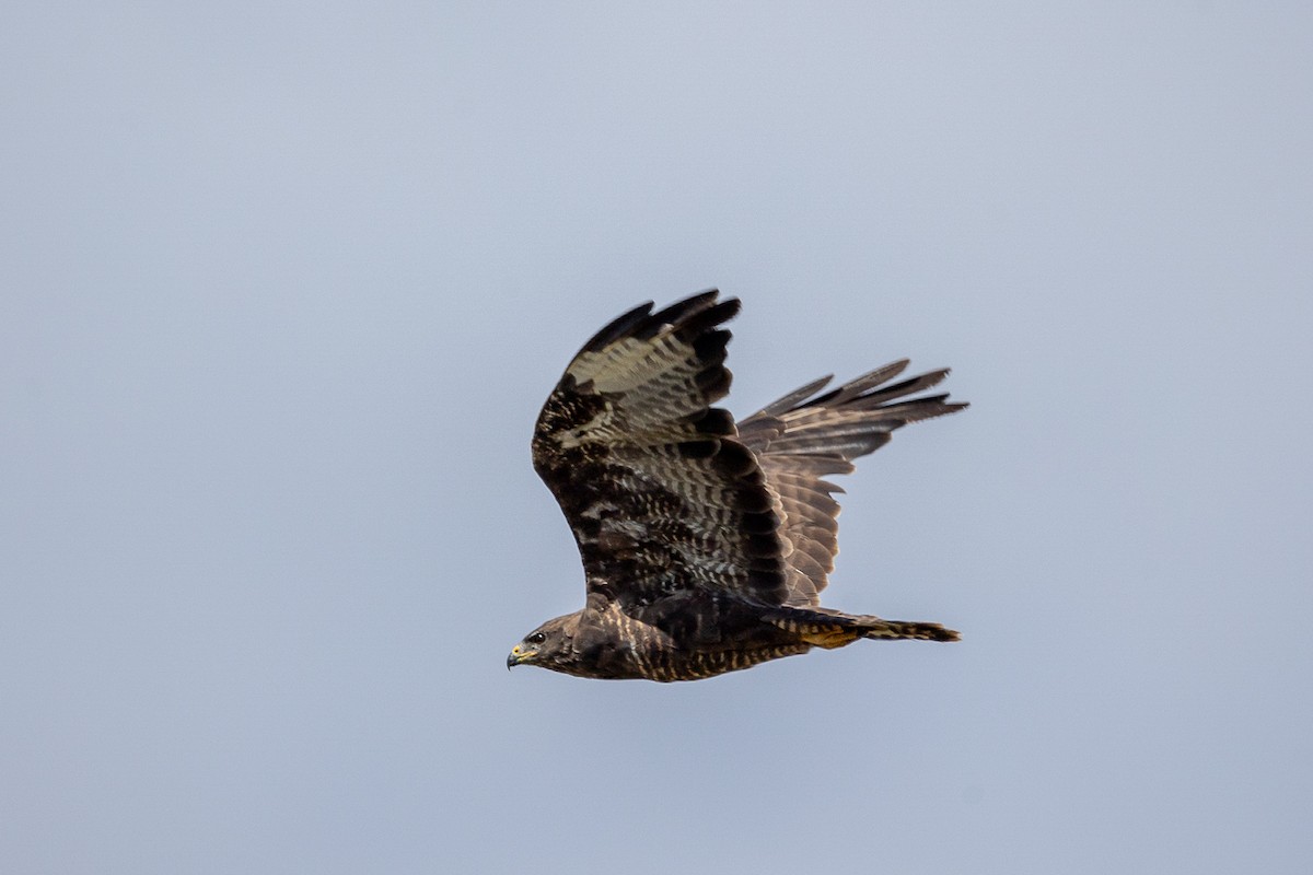 Common Buzzard - ML623638248