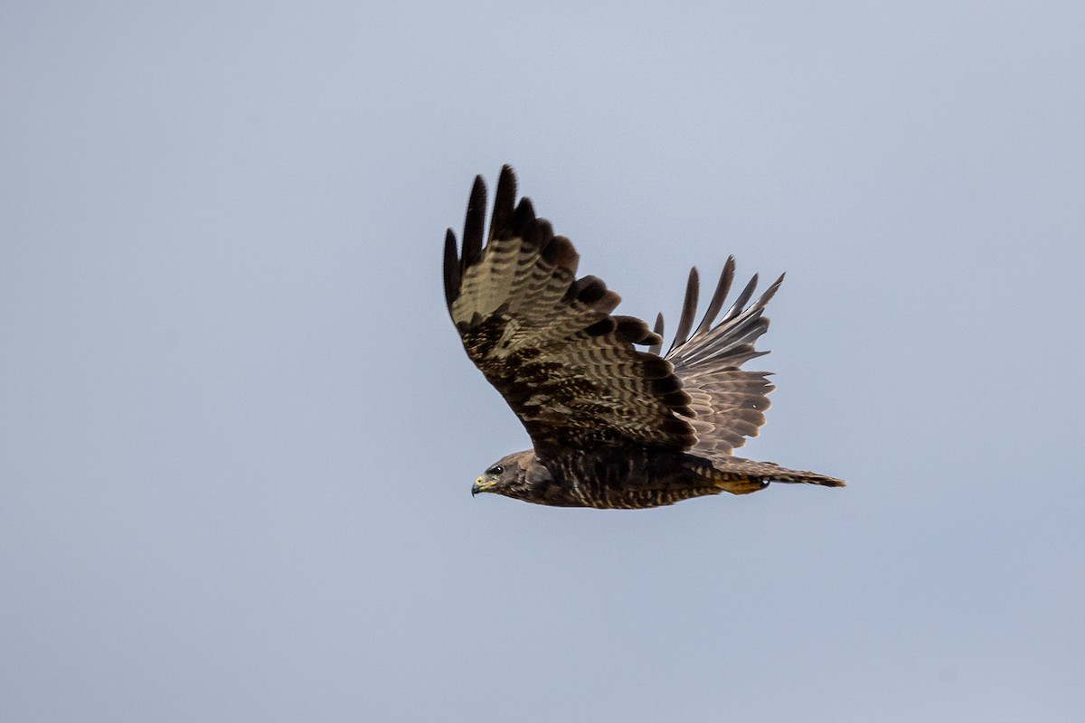 Common Buzzard - ML623638249