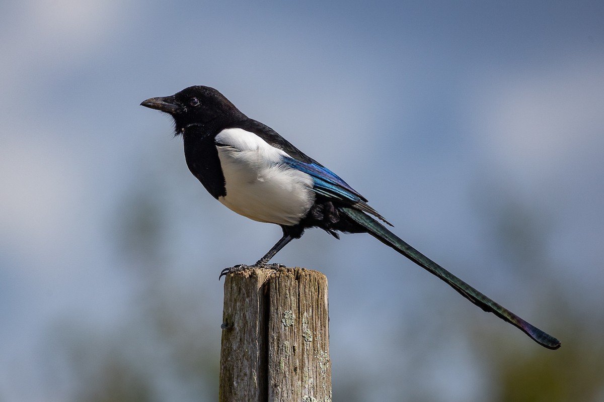 Eurasian Magpie - ML623638256