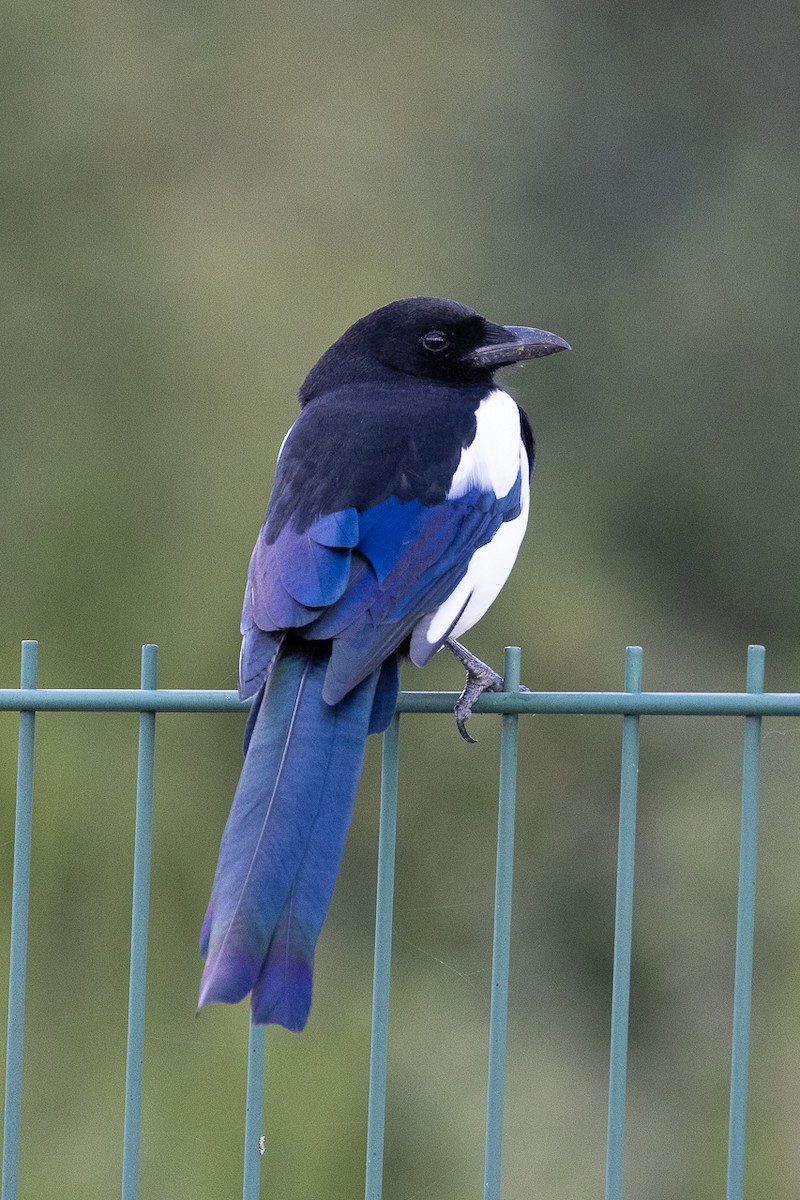 Eurasian Magpie - ML623638257