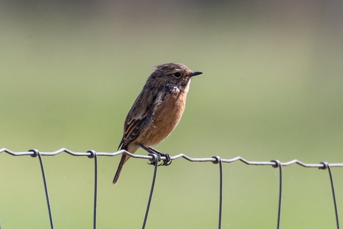 European Stonechat - ML623638261