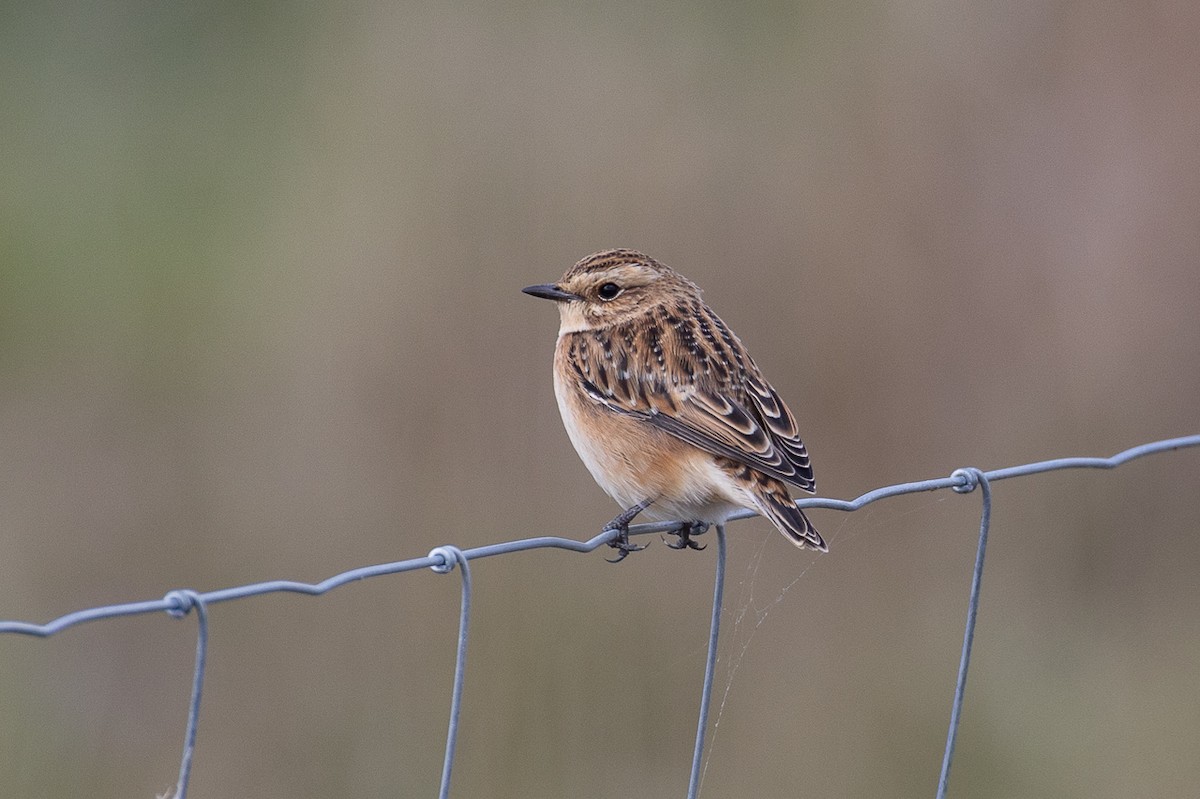 Whinchat - ML623638262