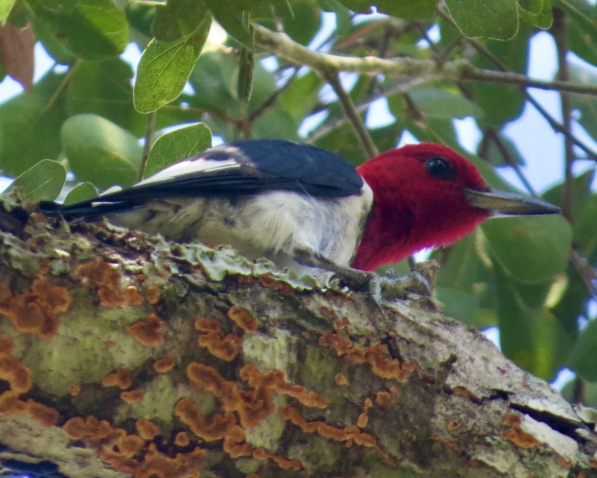 Red-headed Woodpecker - ML623638263