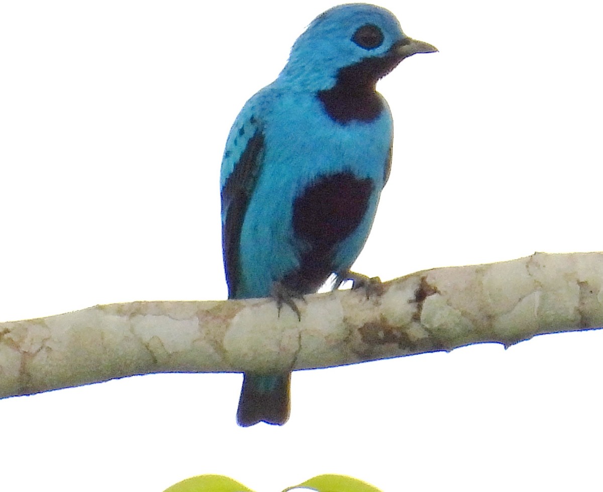 Cotinga Azul - ML623638267