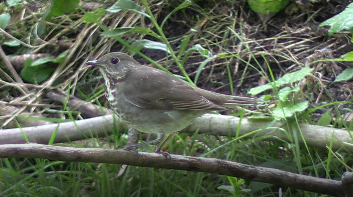 קיכלי אפור-לחי - ML623638274