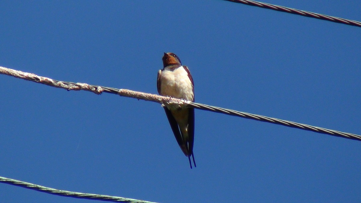 Golondrina Común - ML623638275