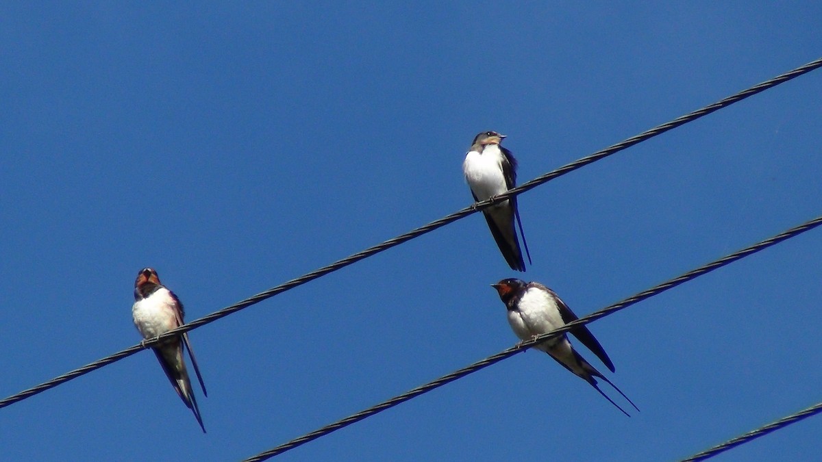 Golondrina Común - ML623638276