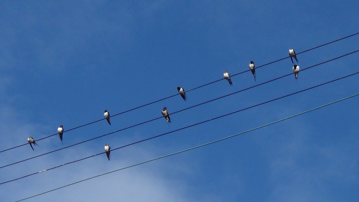 Golondrina Común - ML623638277