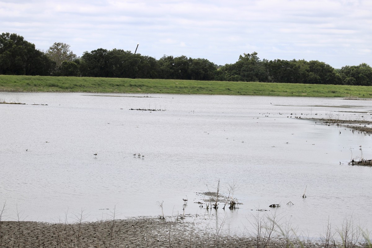 Avoceta Americana - ML623638281