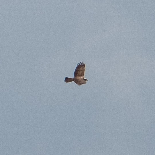 Western Marsh Harrier - ML623638335