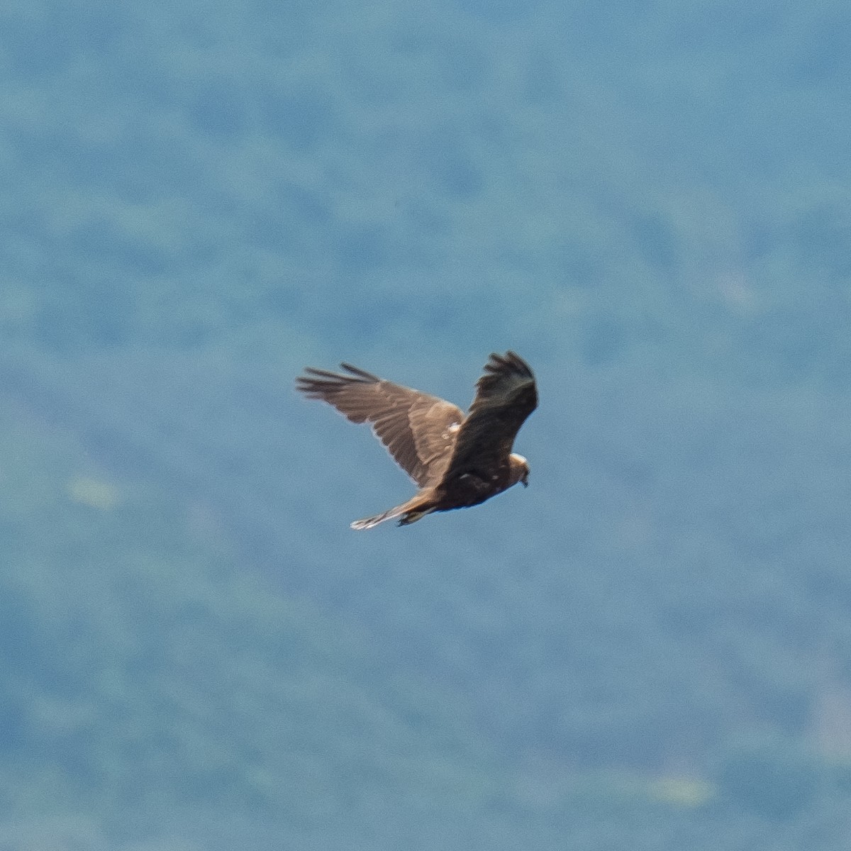 Western Marsh Harrier - ML623638375