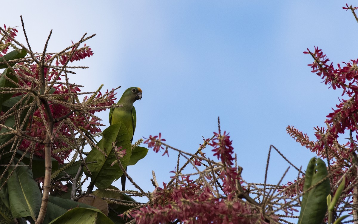 Peach-fronted Parakeet - ML623638424