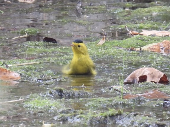 Wilson's Warbler - Dorothy Thurman