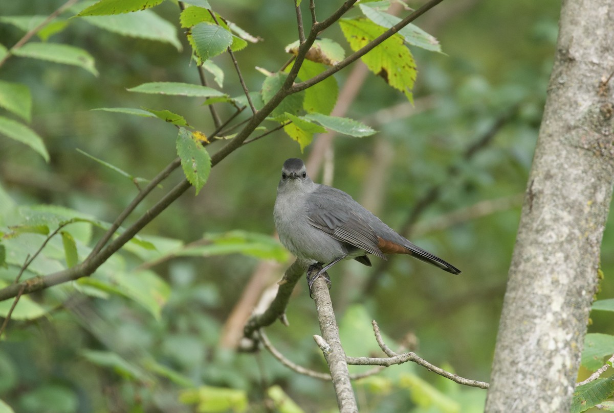 Gray Catbird - ML623638511
