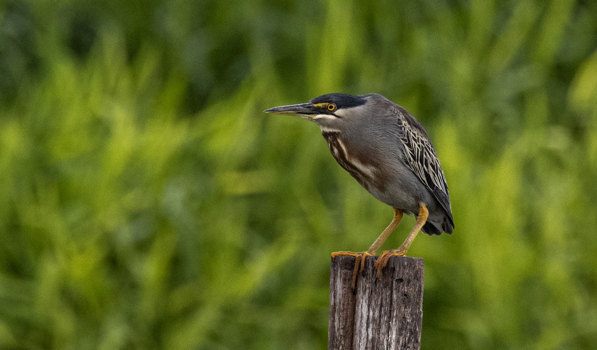 Striated Heron (South American) - ML623638541