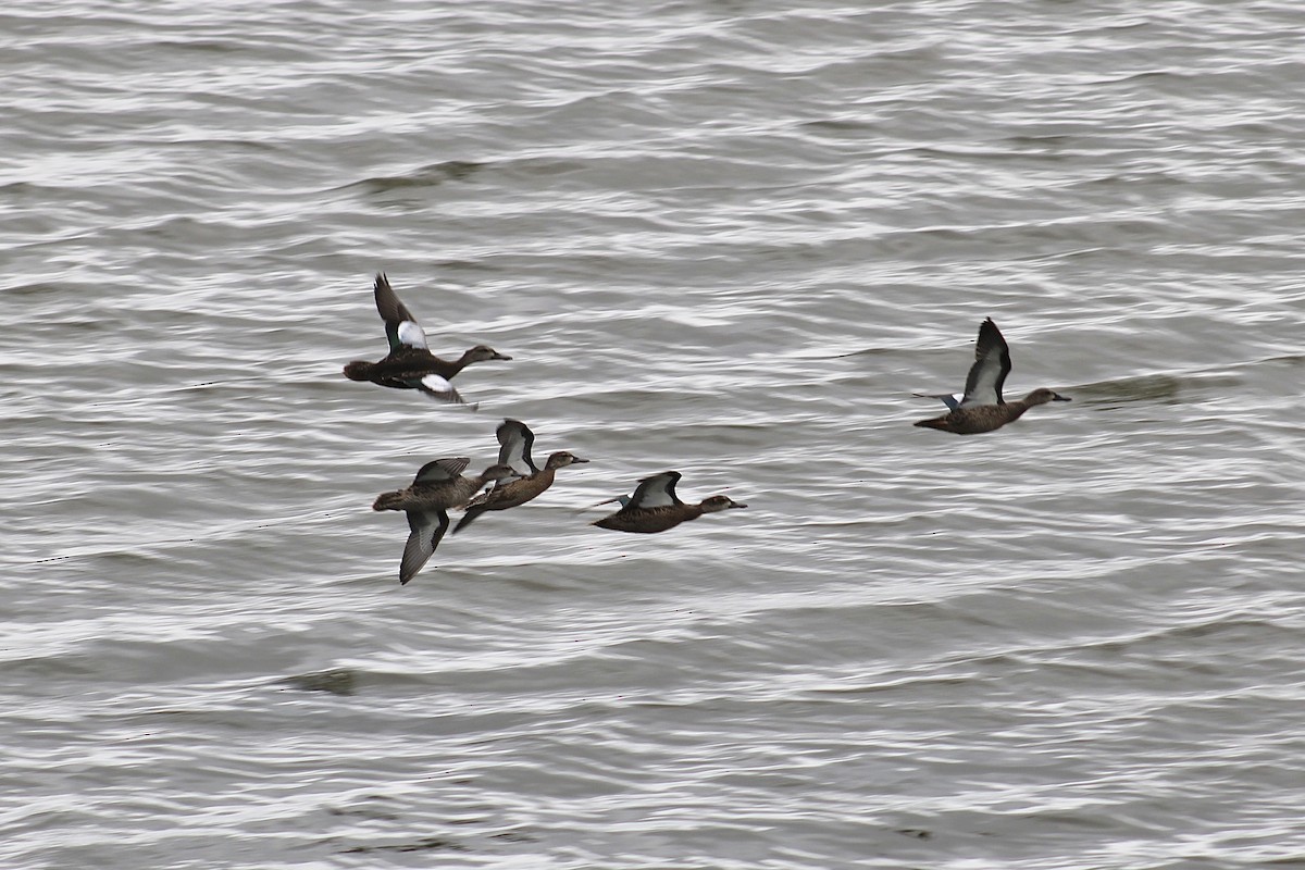 Blue-winged Teal - ML623638566