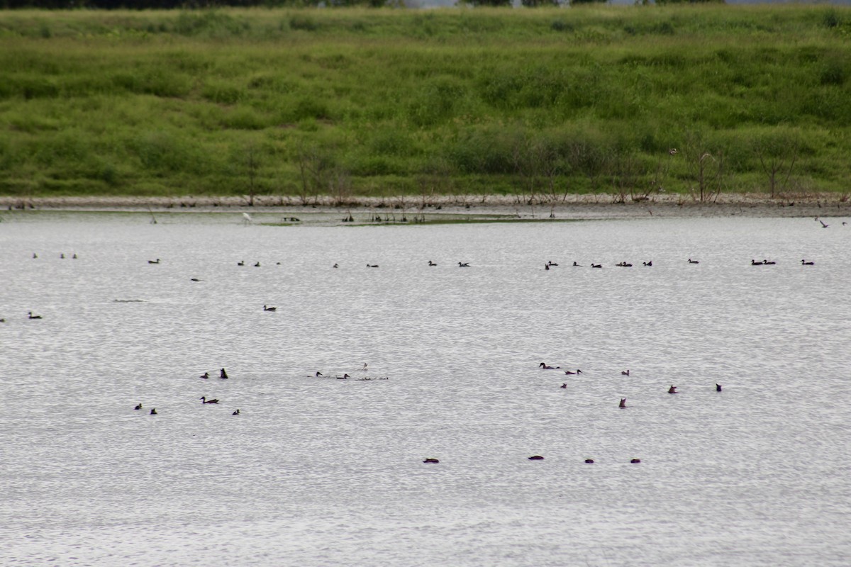 Blue-winged Teal - ML623638567