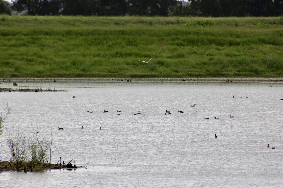 Blue-winged Teal - ML623638568