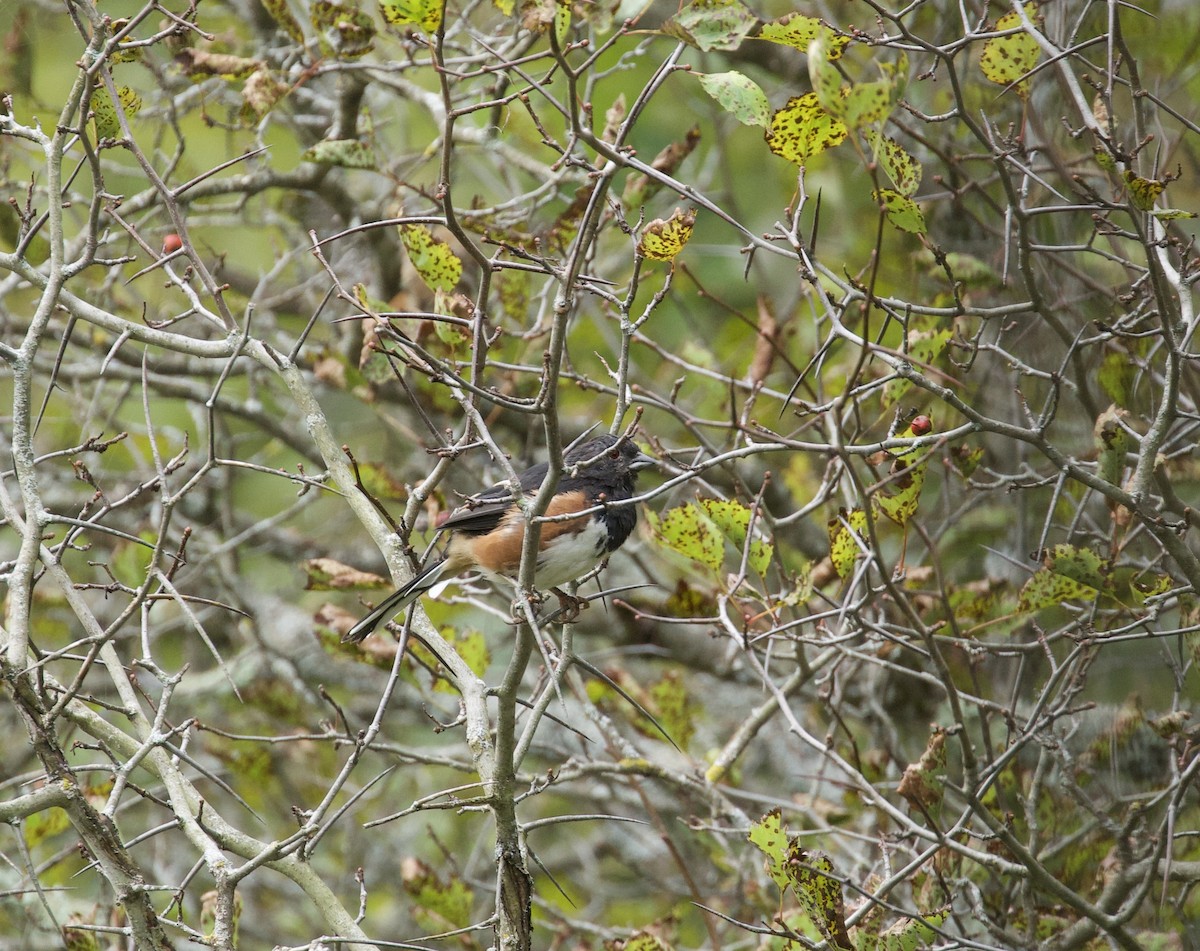 Eastern Towhee - ML623638586