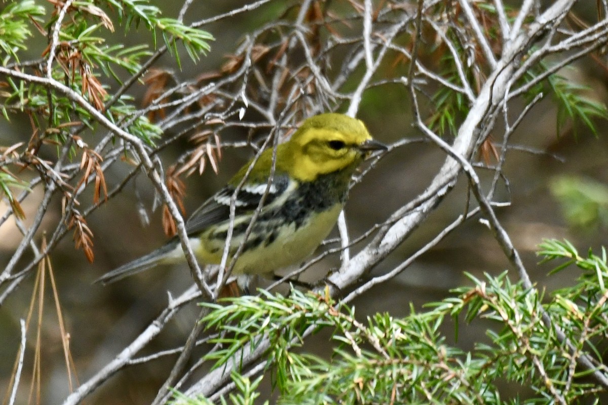 Black-throated Green Warbler - ML623638639