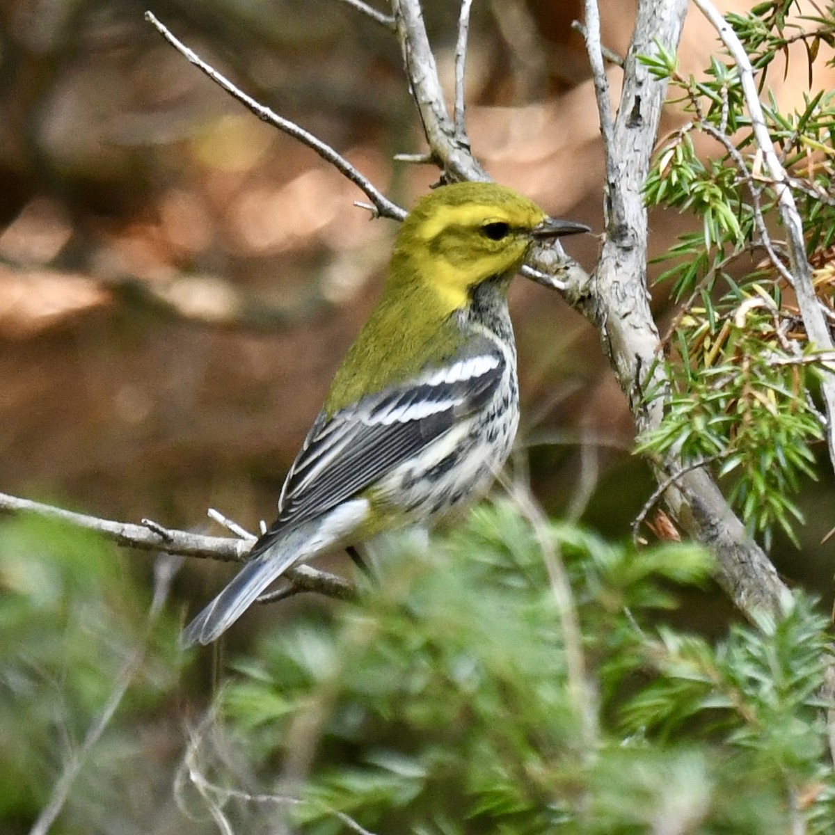 Reinita Dorsiverde - ML623638640