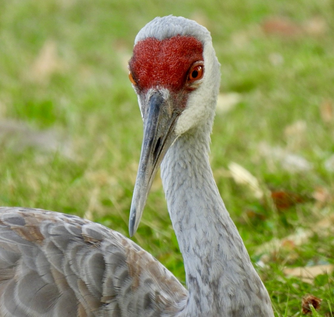 Sandhill Crane - ML623638658