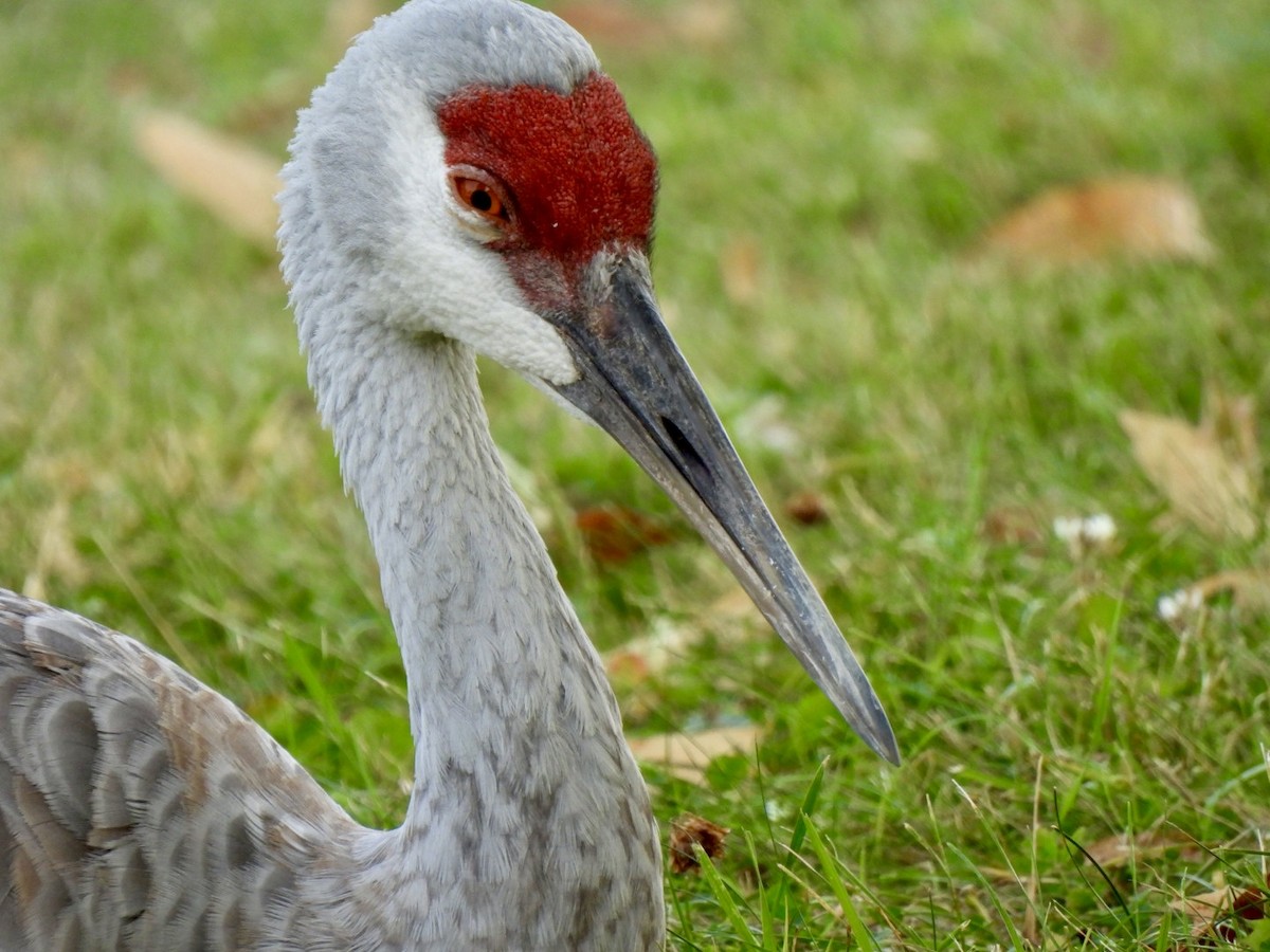 Sandhill Crane - Peggy Gierhart