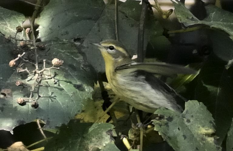 Blackburnian Warbler - Daniel King