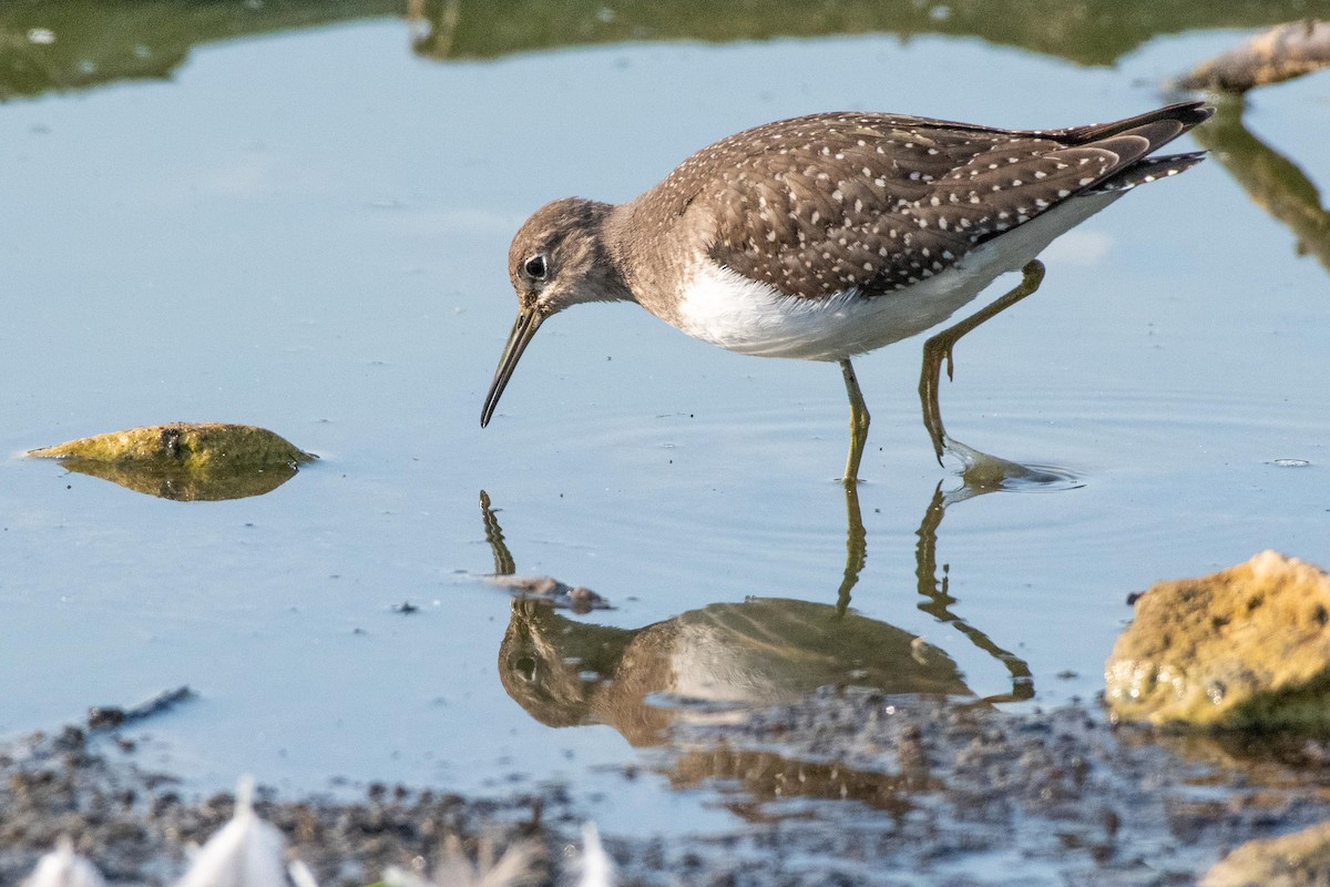 Solitary Sandpiper - Tim Fenske