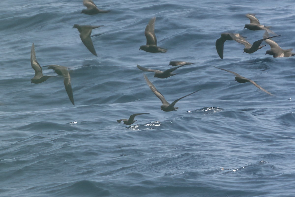 Least Storm-Petrel - ML623638856