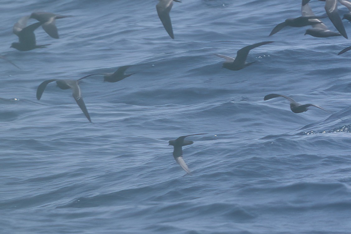 Least Storm-Petrel - ML623638857