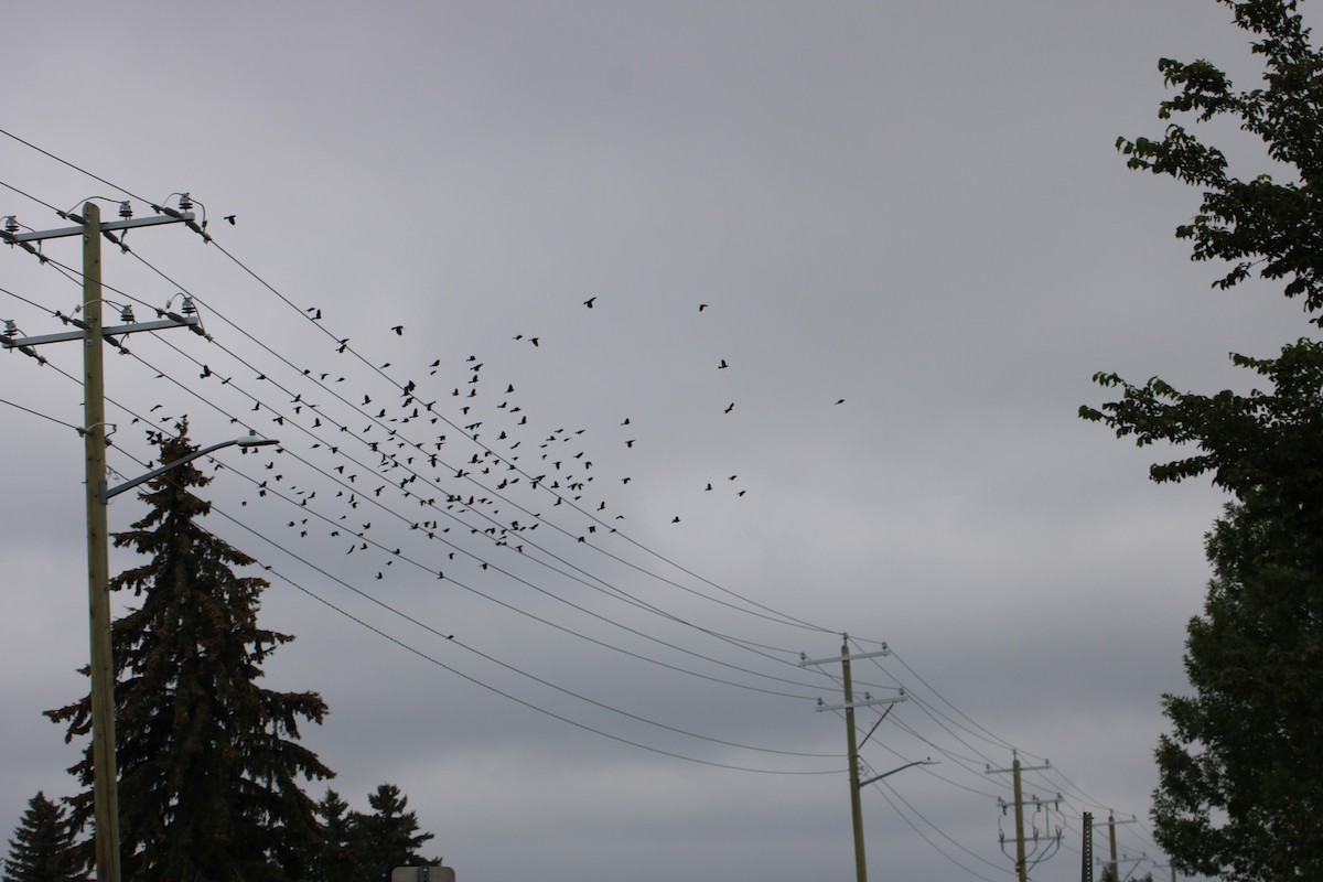 Common Grackle - ML623639057