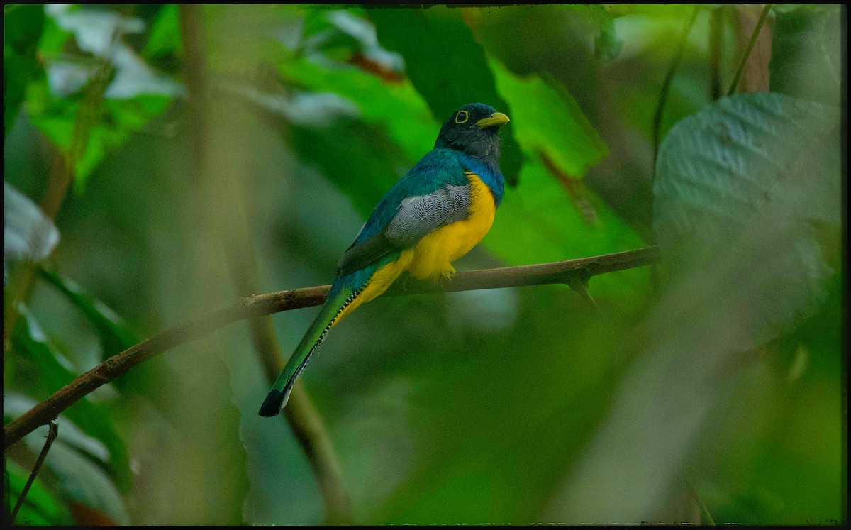 Amazonian Black-throated Trogon - ML623639125