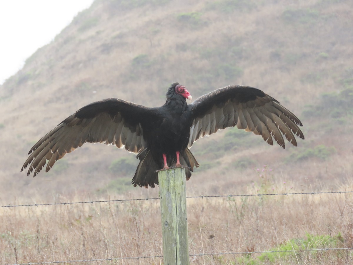 Turkey Vulture (Northern) - ML623639159