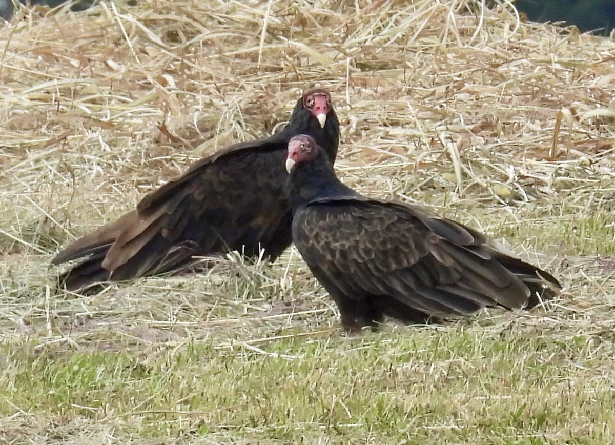 Turkey Vulture - ML623639222