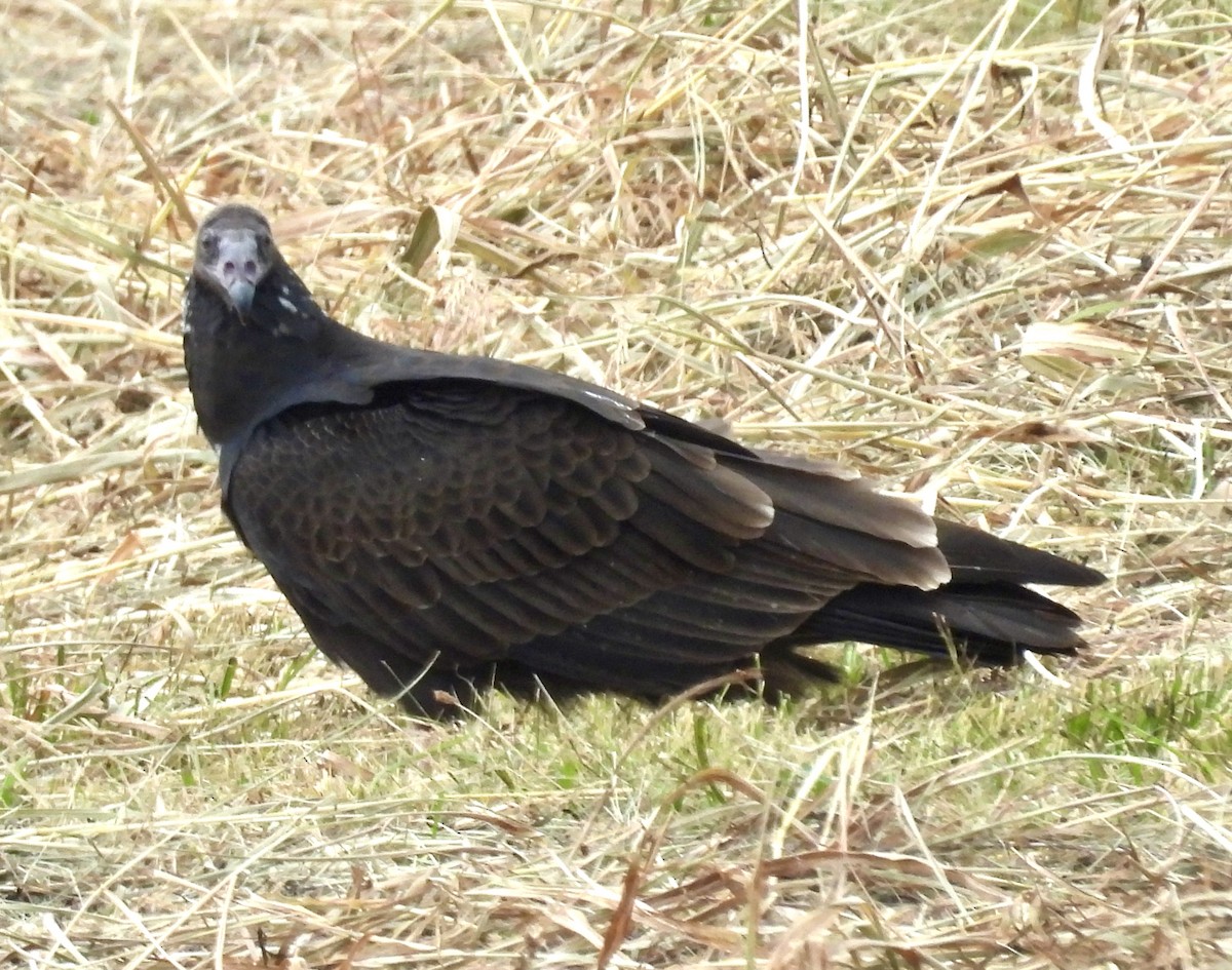 Black Vulture - ML623639236