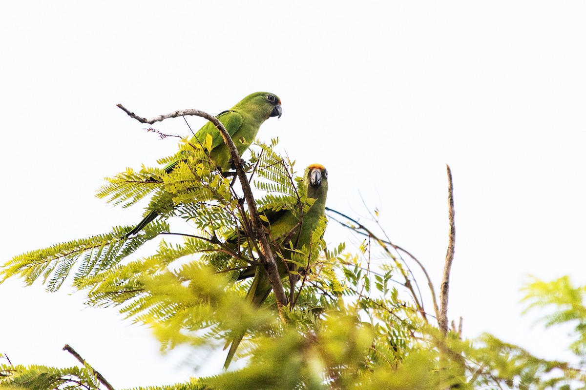 Peach-fronted Parakeet - ML623639239