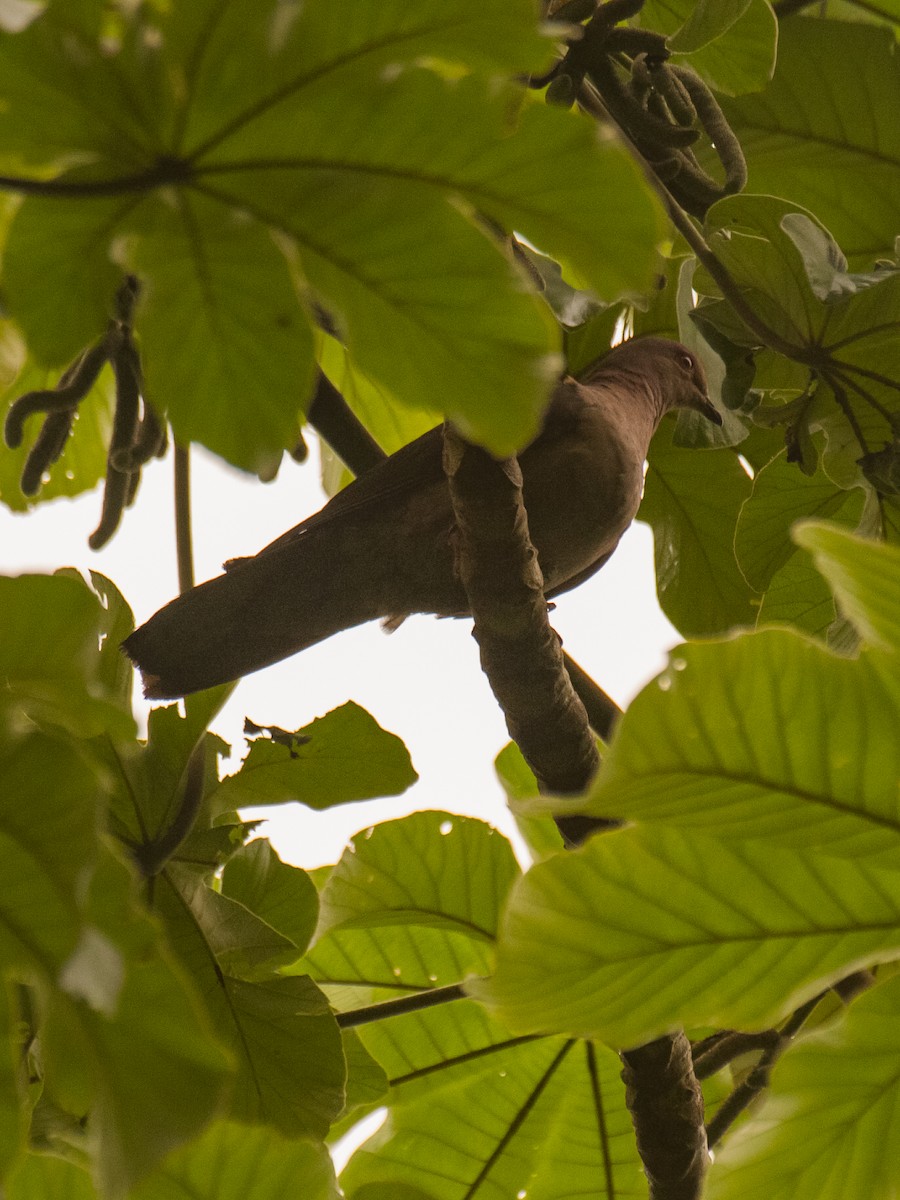 Short-billed Pigeon - ML623639292