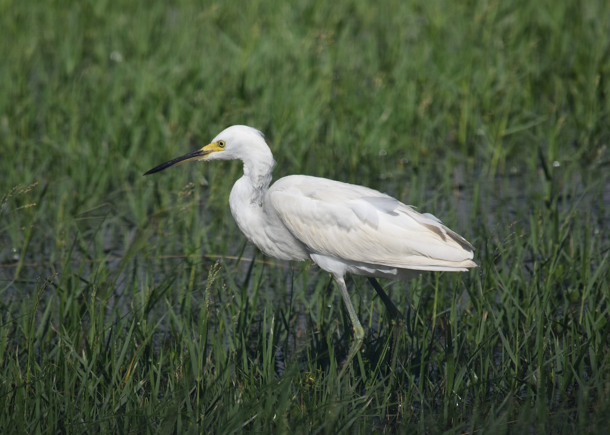 Little Blue Heron - ML623639332