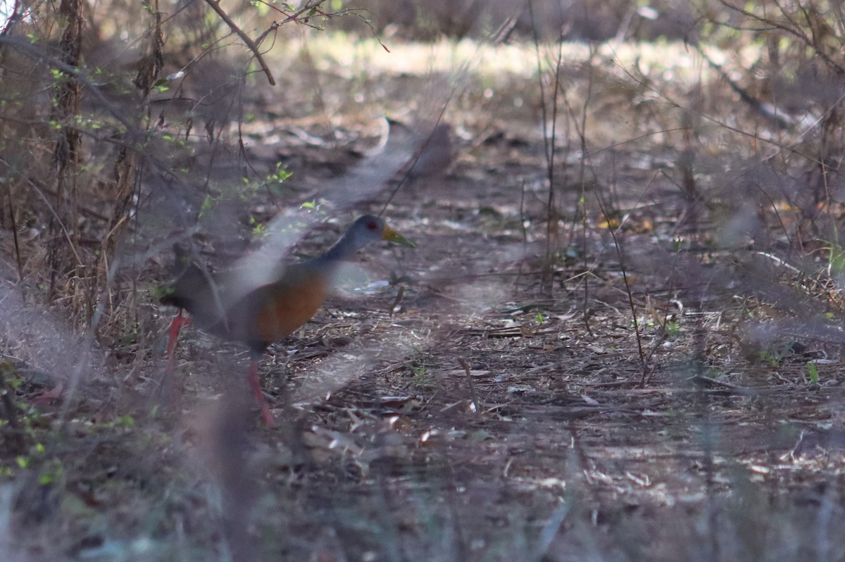 Gray-cowled Wood-Rail - ML623639370