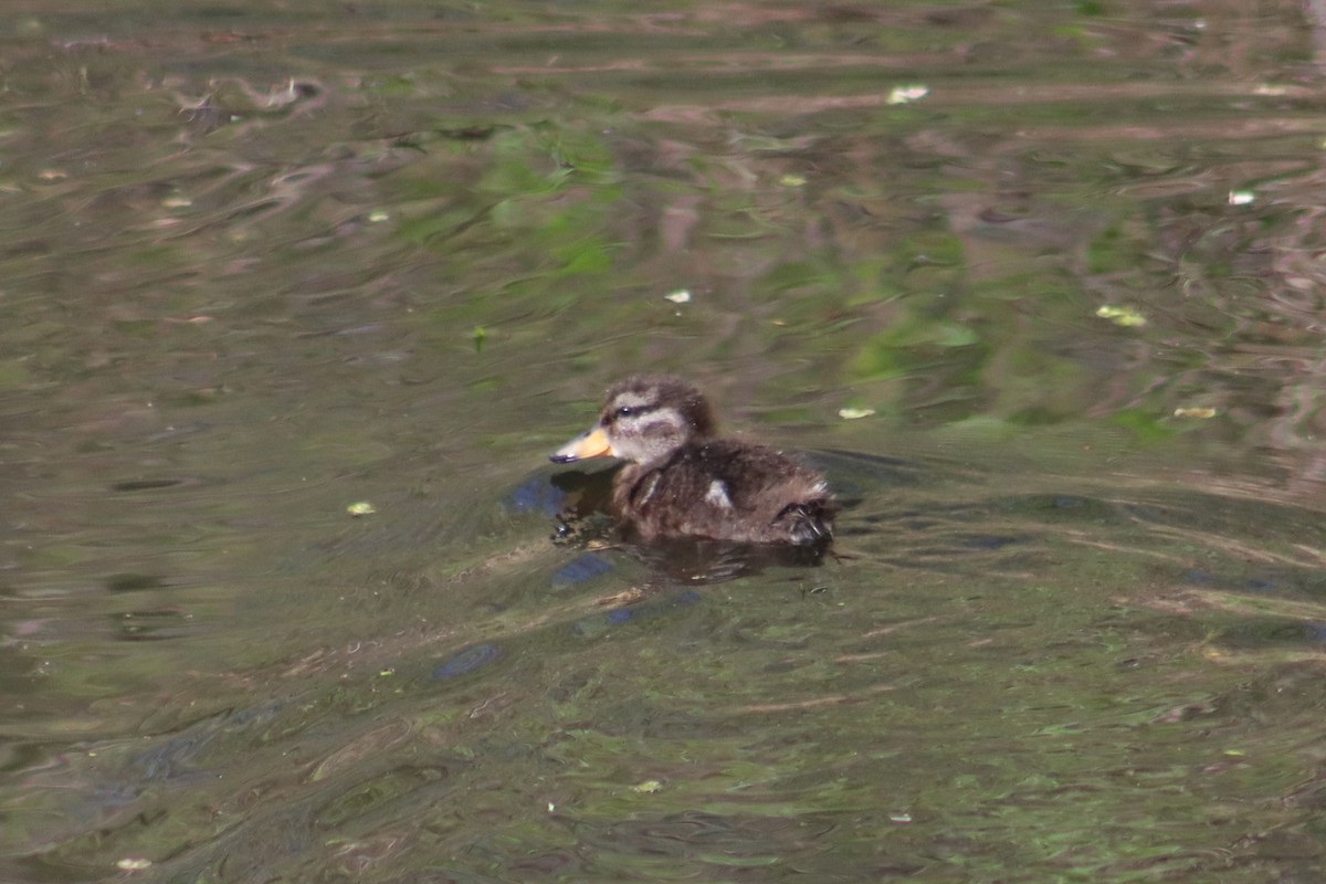 Yellow-billed Teal - ML623639393